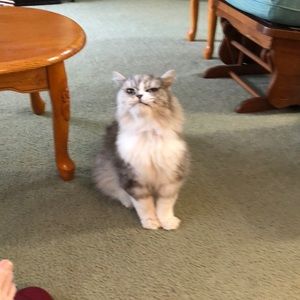 Meet your Posher, Amy